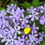 9-Phlox-Marigold