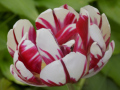 Peonie