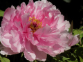 Peonie