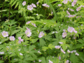 Wild Geranium