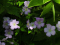 Wild-Geranium-Solomons-Seal