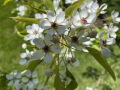 apple-blossom