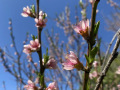 peach-blossom