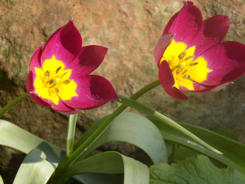 Janice-tulips