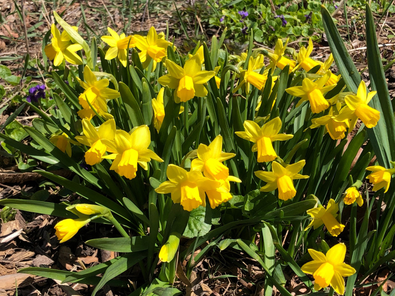daffodils-kimmel