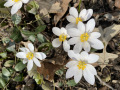 Snow Drops