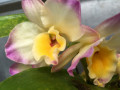 Dendrobium-Christmas-Chime-x-Mild-Yumi