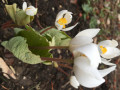 Jerry-Bloodroot