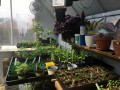 Plant-Sale-Seedlings