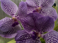 Vanda-Sensai-Blue