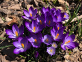 crocus-kimmel